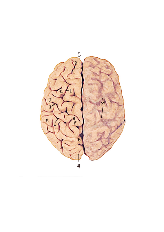 Anatomy of the Brain  A-Occipital Gyri B-Parieto-Occipital Fissure  C-Longitudinal cerebral Fissure  D-Frontal pole  E-Central Sulcus  F-Post Central Gyrus  G-Post central Sulcus  H-Inferior Parietal Lobe  I-Central Sulcus  J-Precentral Gyrus  K-Middle Frontal Gyrus  L-Superior Frontal Sulcus  M-Superior Cerebral Veins